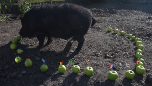 世界足球四强究竟是哪四国队，引发球迷无限猜想与热议