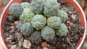 无刺足球团扇会开花吗?探究这一独特植物的开花奥秘