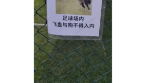 足球场禁止飞盘进入吗?探讨飞盘与足球场地使用规则冲突