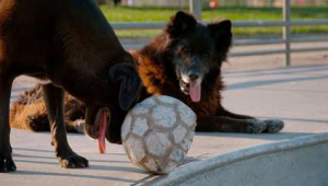 古老动物喜欢足球吗？探究其背后不为人知的原因