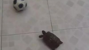 足球龟现在能出售吗