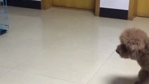 宝宝饭后踢足球可以吗