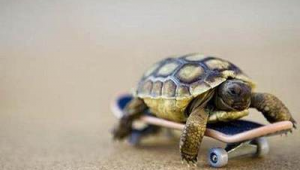 乌龟足球背会退掉吗