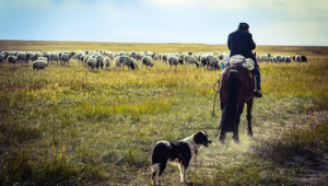 牧羊大叔是否支持足球队？背后的故事引人探究