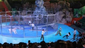 长隆水上乐园有足球吗？探寻乐园里是否藏着别样足球天地