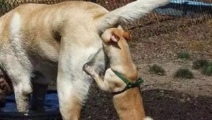 狗狗放屁还踢足球，这种行为到底正不正常？