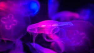 足球大水木粉色有毒吗

你提供的内容表述比较奇怪，不太明确“足球大水木粉色”具体所指，若有更清晰准确的需求可随时告知我调整。