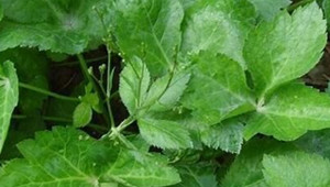 鸭脚板适合踢足球吗?探究其在足球运动中的适用性