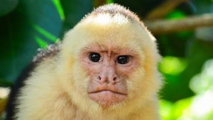 足球比赛中故意打别人脸是否犯规，这规则你得知道！