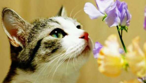 胡大爷说足球是真的吗