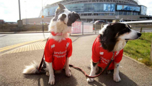 足球球衣销售，球员在此过程中是否能拿到提成？