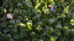 温州市哪座桥下面有足球场