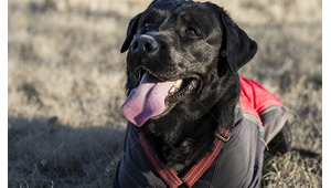 拉布拉多是否钟情足球？探寻它对这项运动的喜爱之情