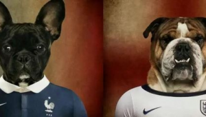 巴西狗都会踢足球吗?探寻足球王国里萌宠与足球的奇妙关联