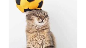 国外猫踢足球是真的吗