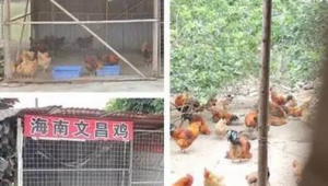 足球农庄芬姐是老板吗