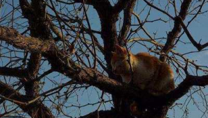 猫咪的足球梦是真的吗？是奇思幻想还是暗藏无限可能？