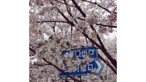 虹口足球场樱花种植年份之谜