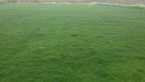 果岭草究竟适不适合足球场?一文带你深入剖析