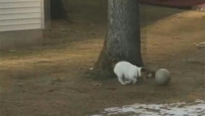 汪星人是足球高手吗?带你探寻汪星人的足球技能真相