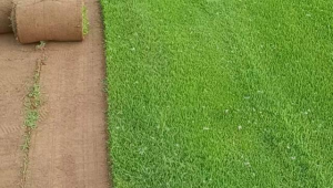 足球草皮室内能种植吗？探究室内种植足球草皮的可行性